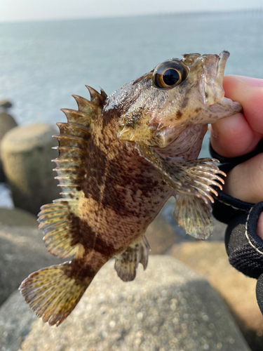 ムラソイの釣果