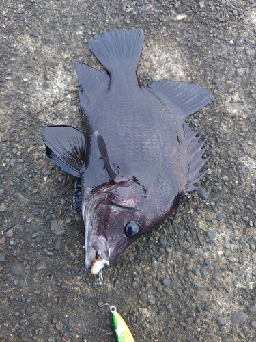 ヒゲダイの釣果