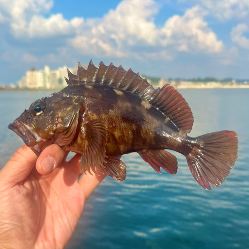 カサゴの釣果