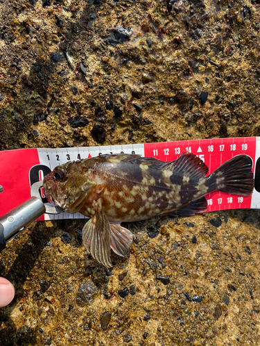 カサゴの釣果