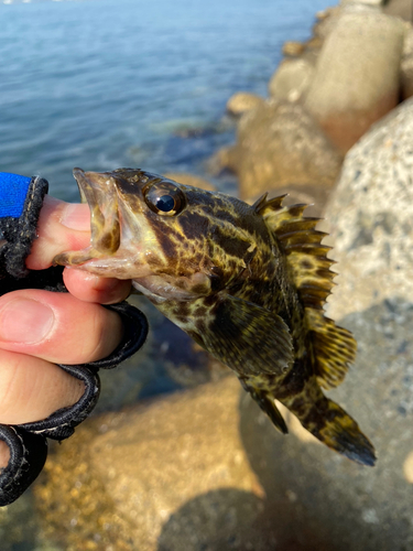 タケノコメバルの釣果