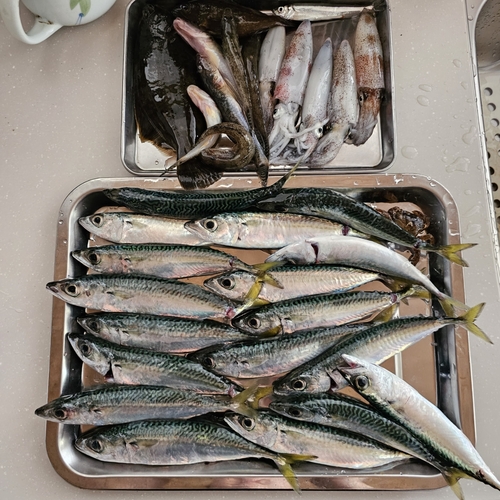 サバの釣果