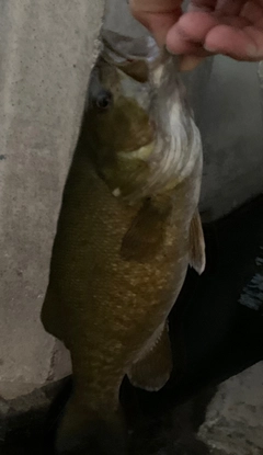 スモールマウスバスの釣果