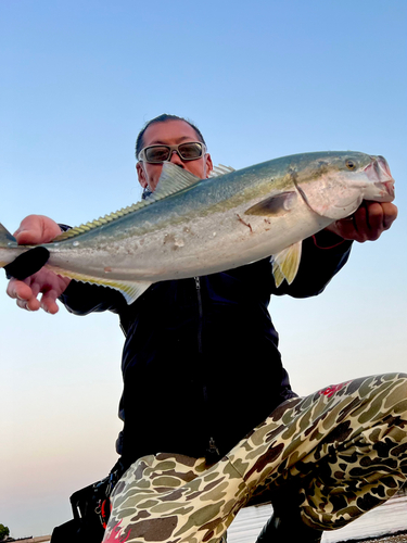 メジロの釣果