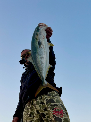 メジロの釣果