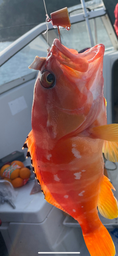 アカハタの釣果