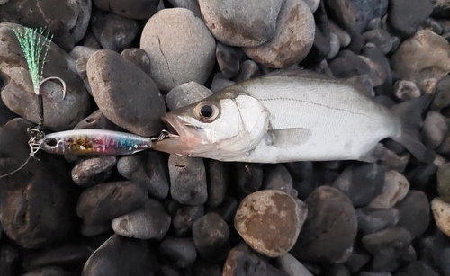 セイゴ（マルスズキ）の釣果