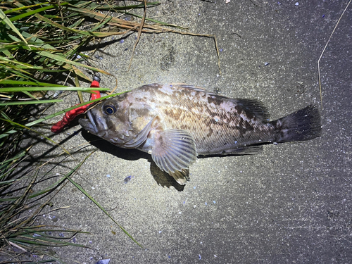 クロソイの釣果