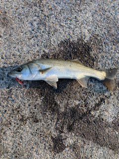 スズキの釣果