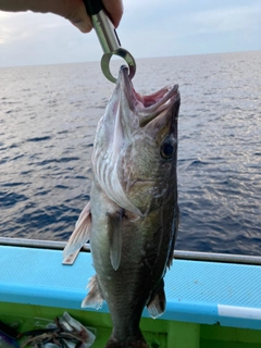 アラの釣果