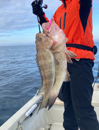 オオモンハタの釣果