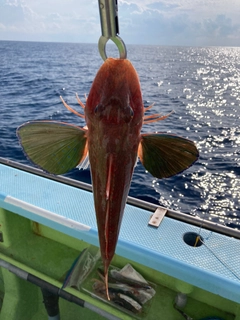 ホウボウの釣果