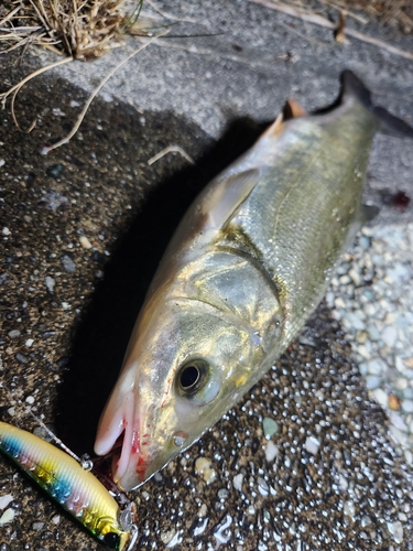 ウグイの釣果