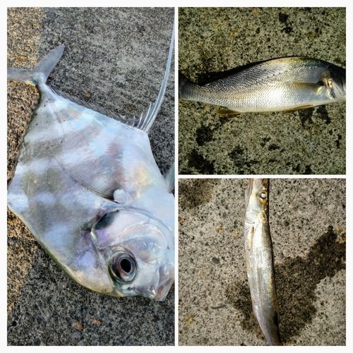 イトヒキアジの釣果
