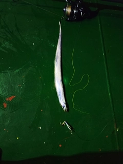 タチウオの釣果