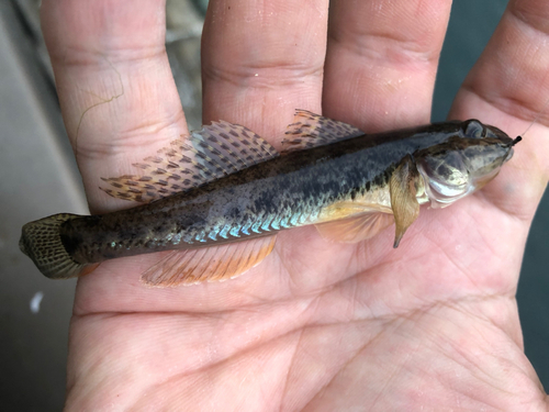 マハゼの釣果