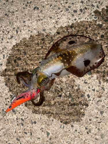 アオリイカの釣果