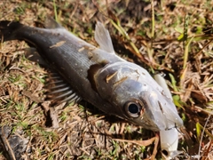 セイゴ（タイリクスズキ）の釣果