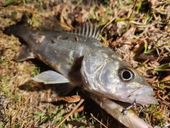 セイゴ（タイリクスズキ）の釣果