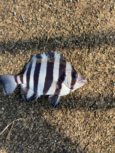 イシダイの釣果