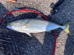 ハマチの釣果