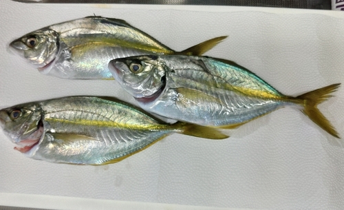 シマアジの釣果