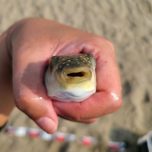 クサフグの釣果