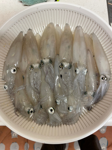 マメイカの釣果