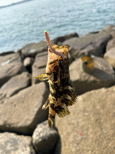 タケノコメバルの釣果