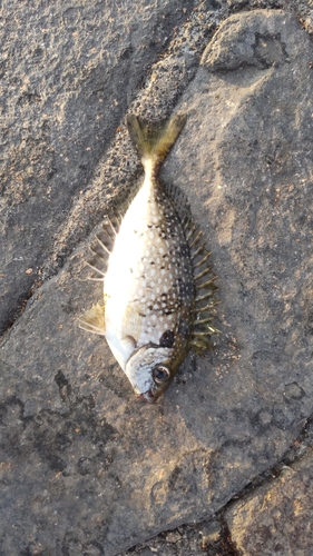 アイゴの釣果