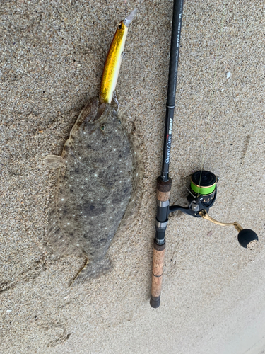 ヒラメの釣果