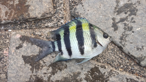 オヤビッチャの釣果