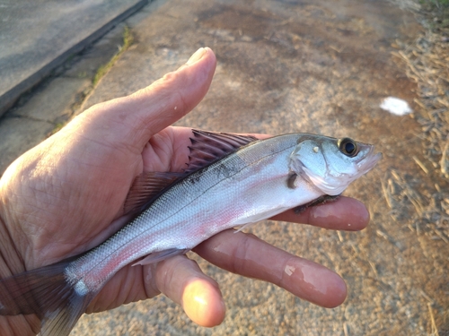 セイゴ（マルスズキ）の釣果