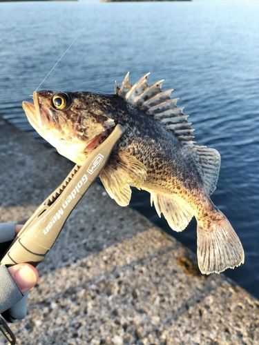 ソイの釣果