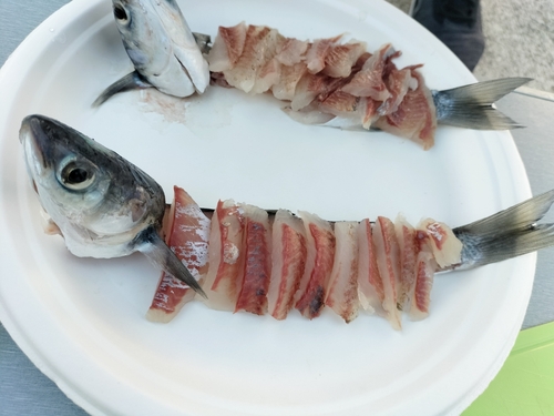 ボラの釣果