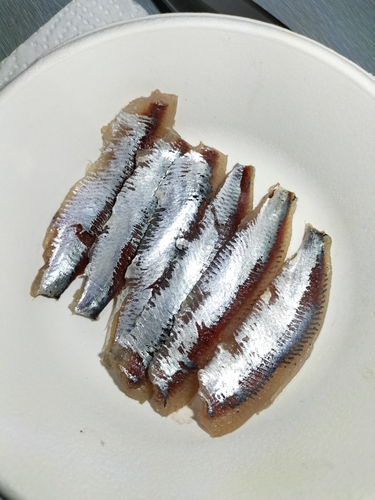 マイワシの釣果