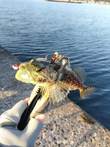 アナハゼの釣果