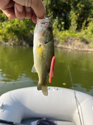 ラージマウスバスの釣果