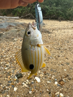 ヤマトビーの釣果