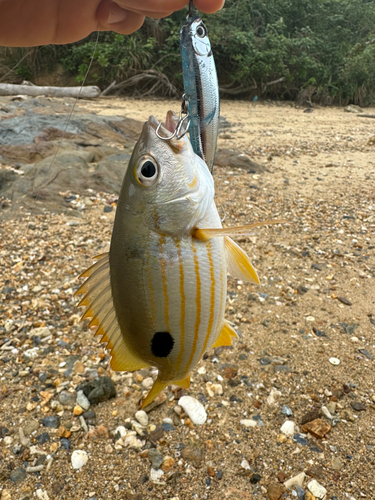 ヤマトビーの釣果