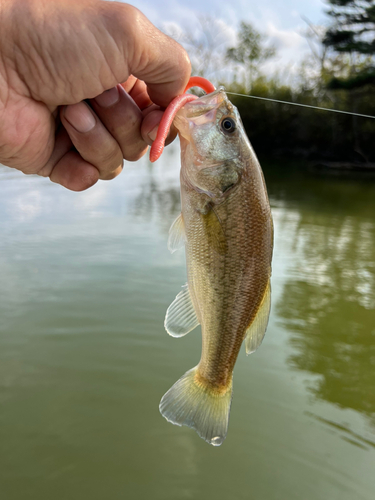 ラージマウスバスの釣果