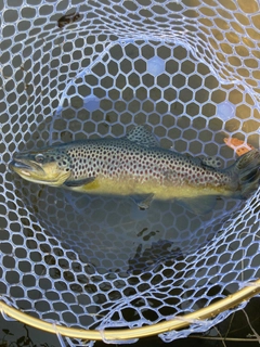 ブラウントラウトの釣果