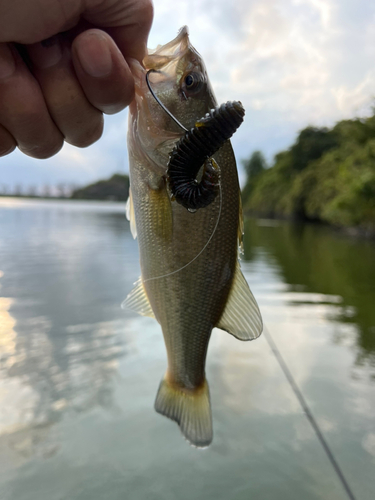 ラージマウスバスの釣果