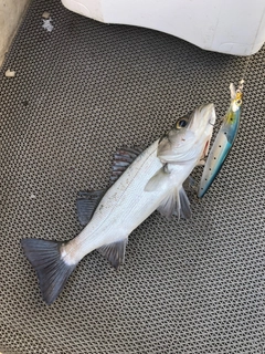 セイゴ（ヒラスズキ）の釣果