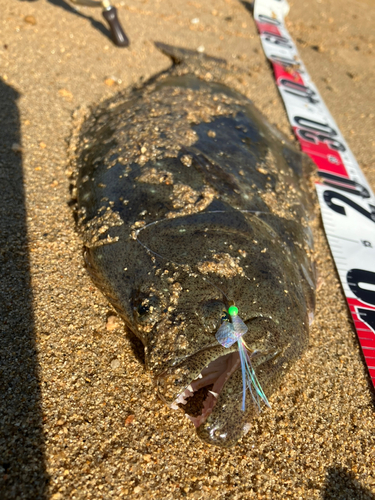 ヒラメの釣果