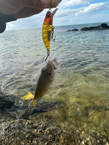 ヤマトビーの釣果