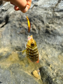 クチナジの釣果