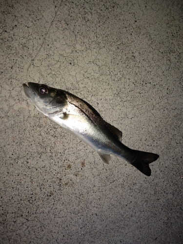 セイゴ（マルスズキ）の釣果