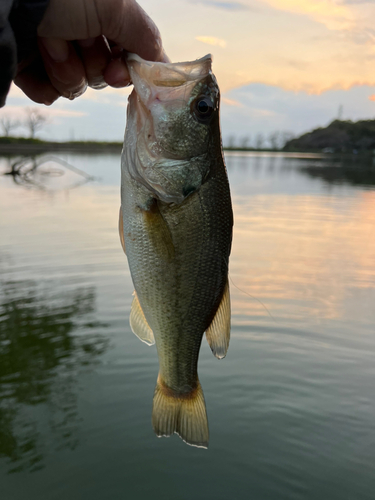 ラージマウスバスの釣果