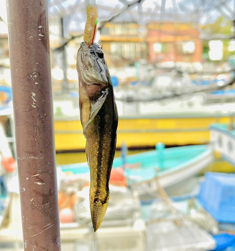 アカオビシマハゼの釣果